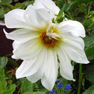  Big white dahlia. 