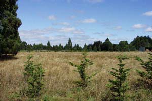 The back paddock in summer sun. A new shelter belt is growing in the foreground. 