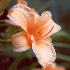  A peachy daylily. 