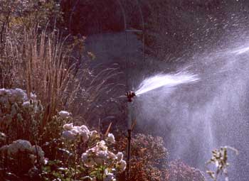  Sunny watering creates an ideal photo opportunity. 