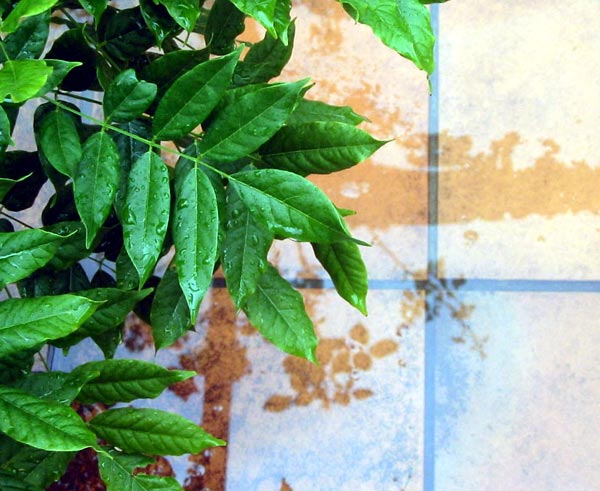  New Patio Wisteria. 