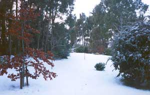  This particular winter the snow settled on the ground for 2 or 3 days, most unusual for West Melton in winter. 