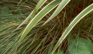  The tussocks and flaxes look beautiful all winter. 