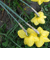  Daffodils 