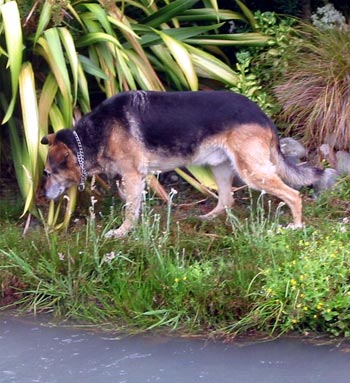  Taj is a labrador alsatian cross with a bit of sheepdog in him. 