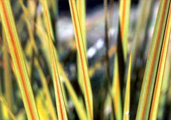  A much loved spikey New Zealand plant. 