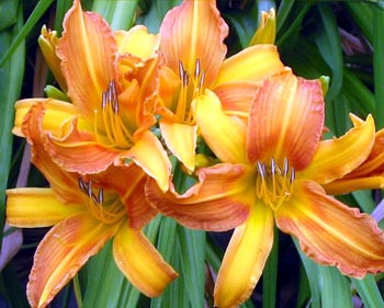  There are many specialist daylily nurseries. 