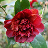 Takanini Camellia