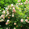 Shifting the orchard roses...