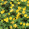 Yellow Hypericum Flowers