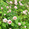 Narrow Shrub Border