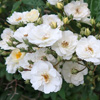 Rambling Rector Rose