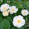 Hybrid Musk Roses