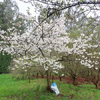 Goodbye to those Camellias