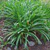 Free Agapanthus!
