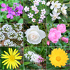 Gardening and gazing...