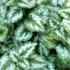The perils of groundcovers...