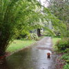 Rain gardening?