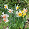Lazybones Gardening...