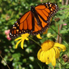 Sunshine gardening!