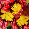 Beautiful October garden!