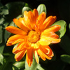 More sun...