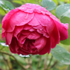 Late roses...