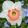 Daffodil Images