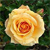 Apricot Scentasia Rose