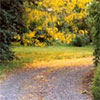 Driveway Golden Leaves