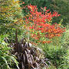 Rogue Gunnera plants...