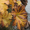 Golden Dalmera Leaves