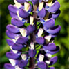 Blue Lupin Flowers