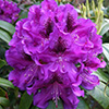 Purple Rhododendron - Bumble Bee?