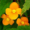 Begonia Sunderlandii