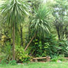 Green Cordylines