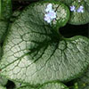 Brunnera Jack Frost