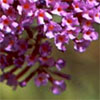 Buddleia in Flower