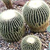 Cactus Collections