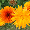 Calendulas