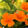 Eschscholzia - Californian Poppies