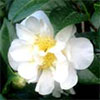 Creamy-White Camellia