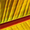 Canna Leaf