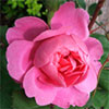 John Clare Rose