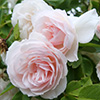 Coconut Ice Climbing Rose