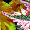 Coleus Foliage