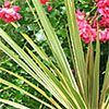 Variegated Cordyline Albertii