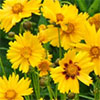 Golden Coreopsis