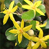 Corokia Flowering