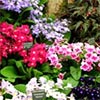 Streptocarpus Flowers